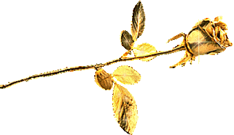 rose d'or